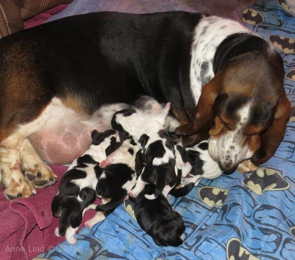 Whammy Larry babies 01-22-13