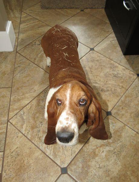 Noogent after a roll in the grass