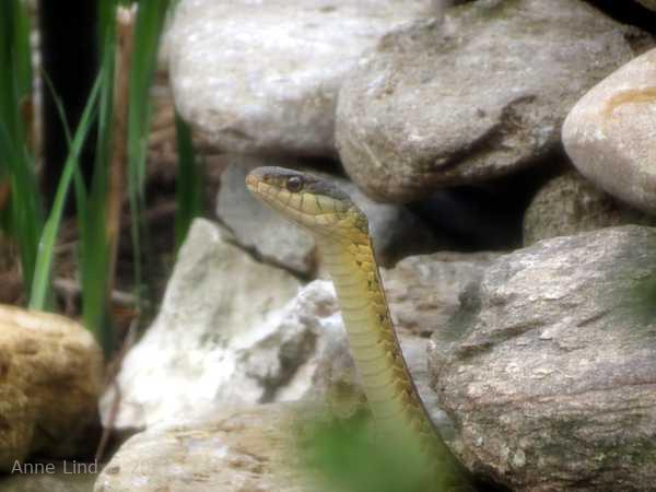 Snake in pond