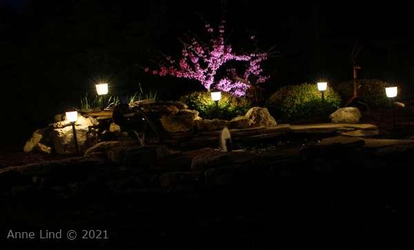 cercis canadensis 'forest pansy'