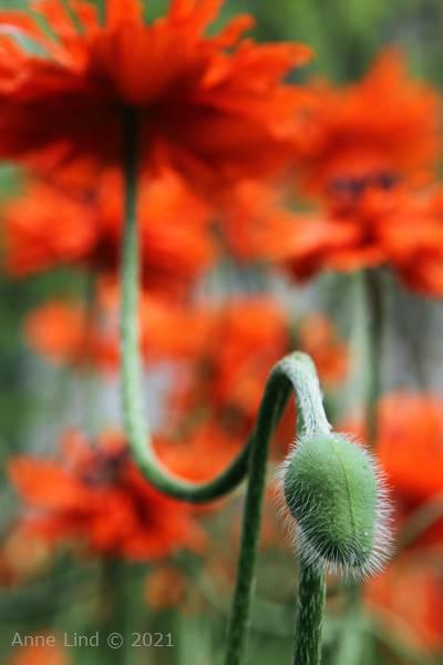 poppies