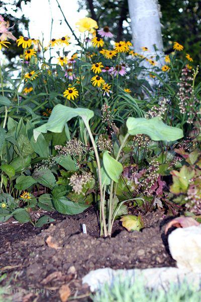 Hosta Grethen's Grace