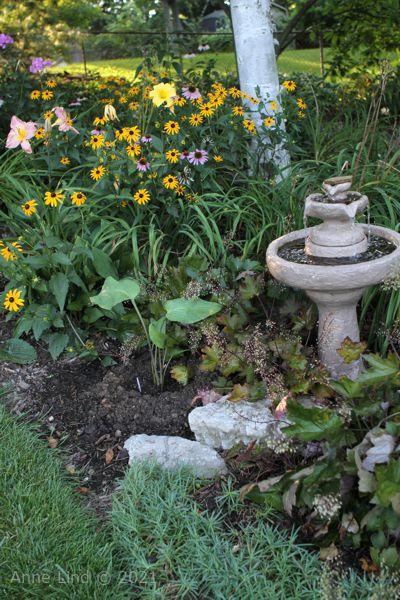 Hosta Grethen's Grace