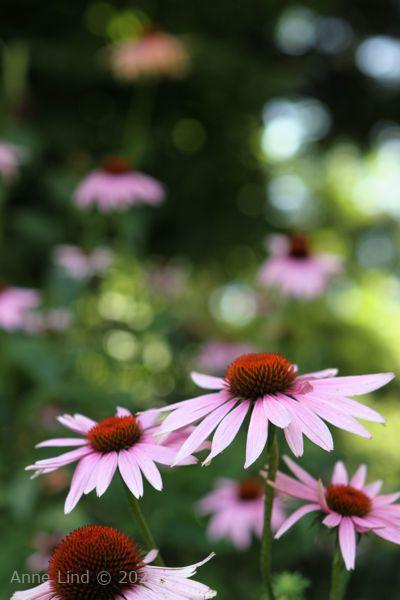 Echinacea