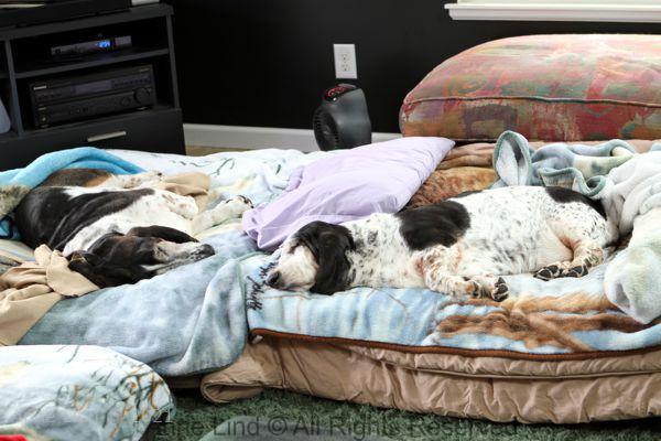 Normie and Izzi napping