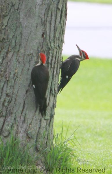 05-24-17pileatedwoodpeckers