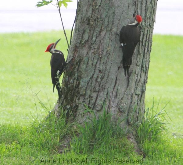 05-24-17pileatedwoodpeckers