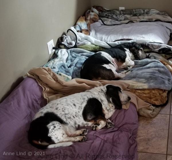 Norm comes home from medvets