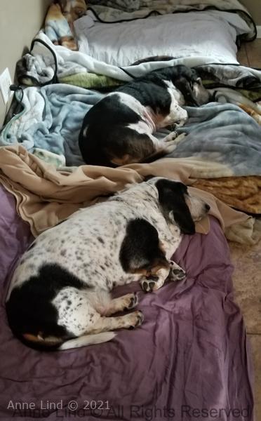 Norm comes home from medvets