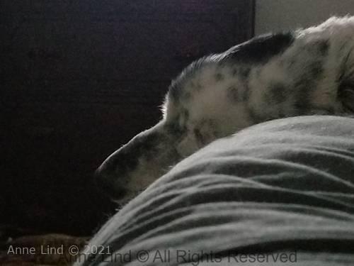 Izzi