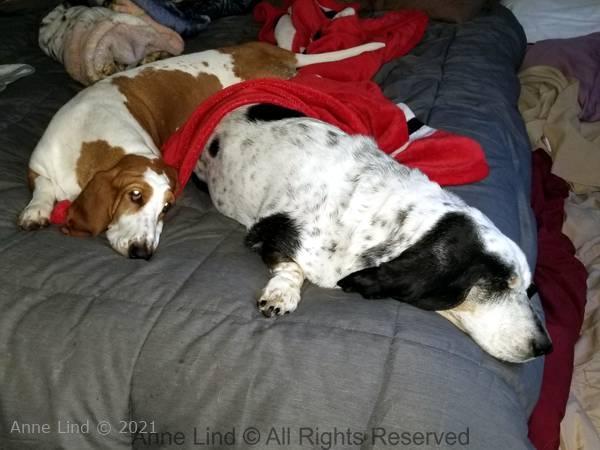 Bed pigs