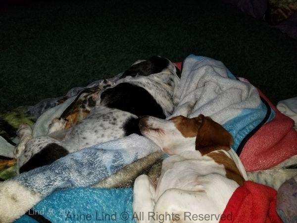 Izzi and Naomi napping - AGAIN