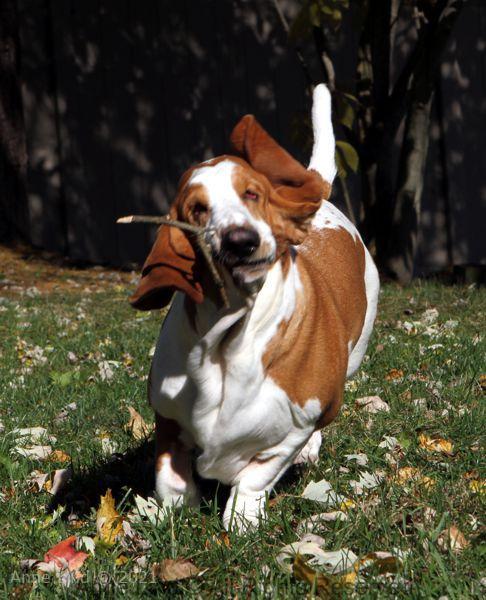 Naomi playing stick