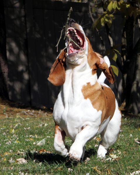 Naomi playing stick