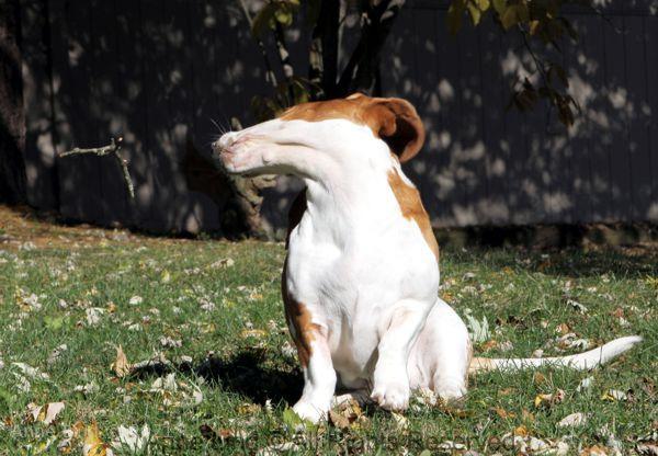 Naomi playing stick