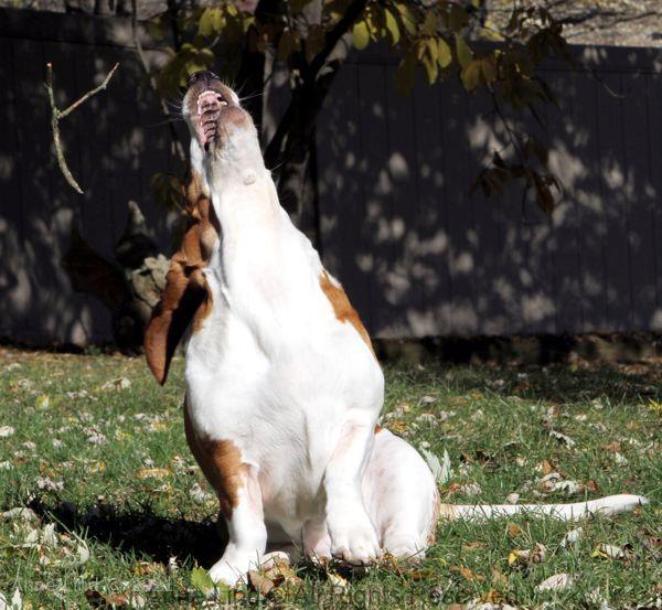 Naomi playing stick