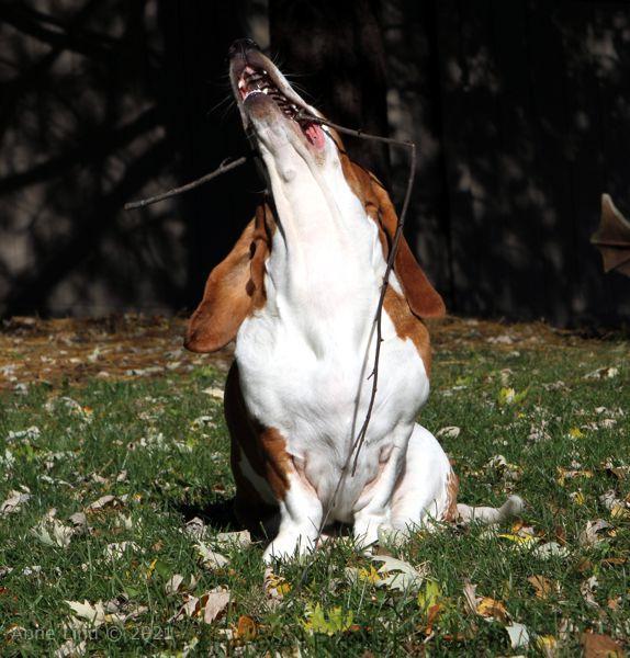 Naomi playing stick