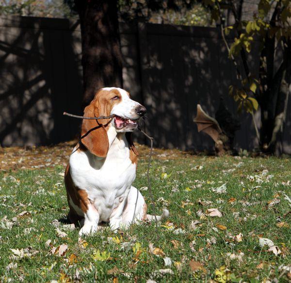 Naomi playing stick