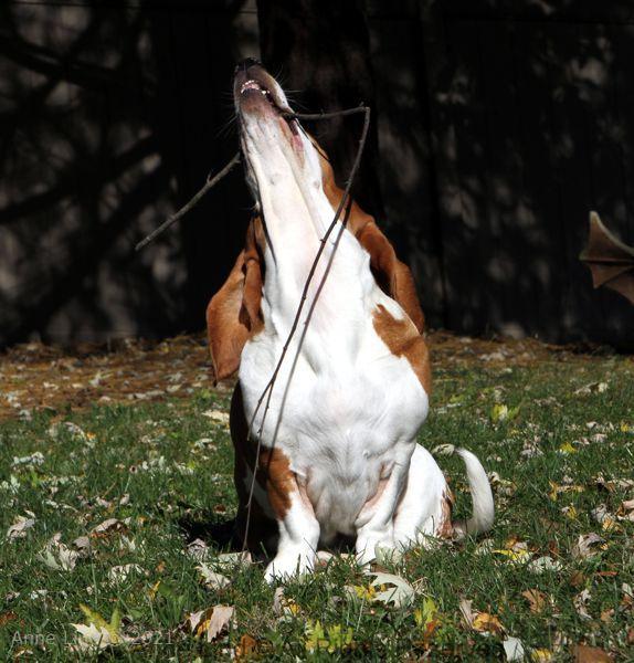 Naomi playing stick