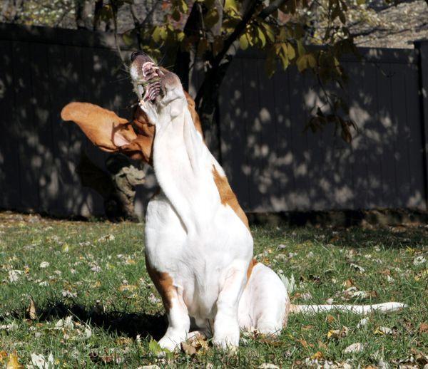 Naomi playing stick