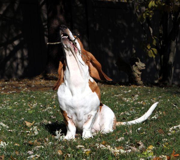 Naomi playing stick