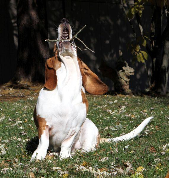 Naomi playing stick