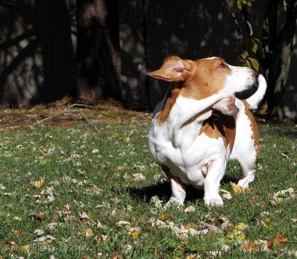 Naomi playing stick
