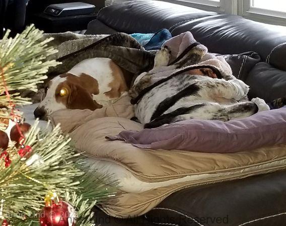 xmas 2018