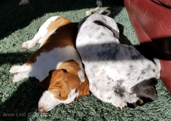 Izzi and Naomi sunbathing