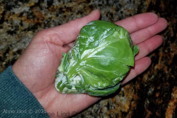 Sprout