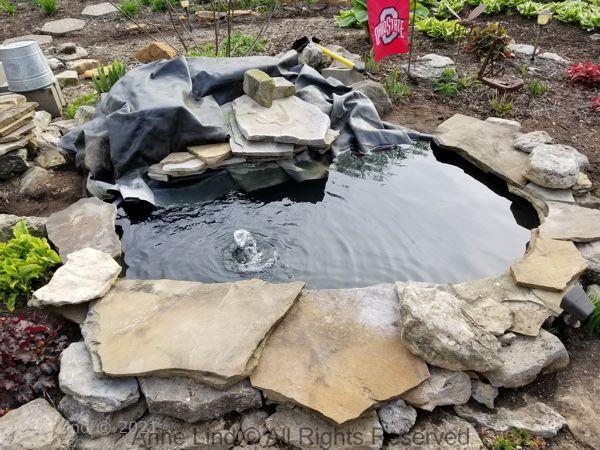 Pond redo 2019