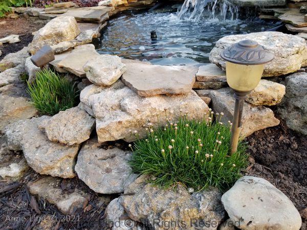 Pond redo 2019