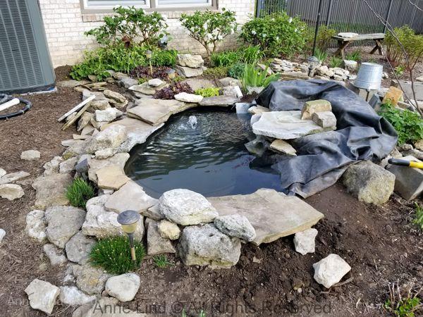 Pond redo 2019