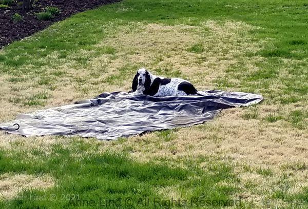 Izzi on pond liner