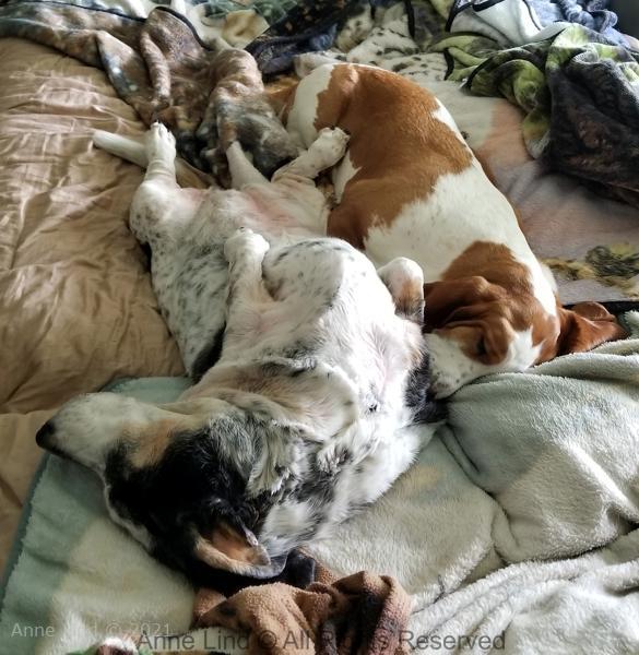 Naomi and Izzi napping