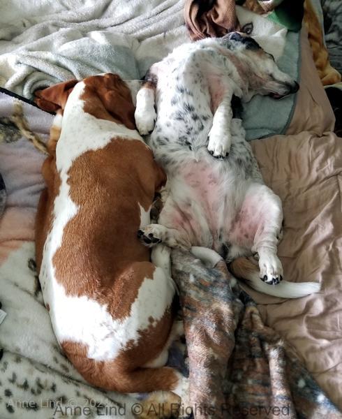 Naomi and Izzi napping