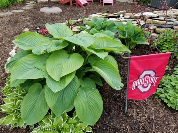 Yard picts 2019