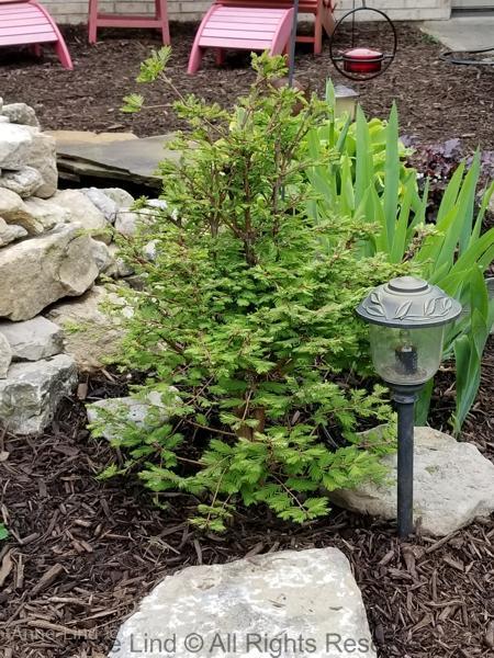 Yard picts 2019