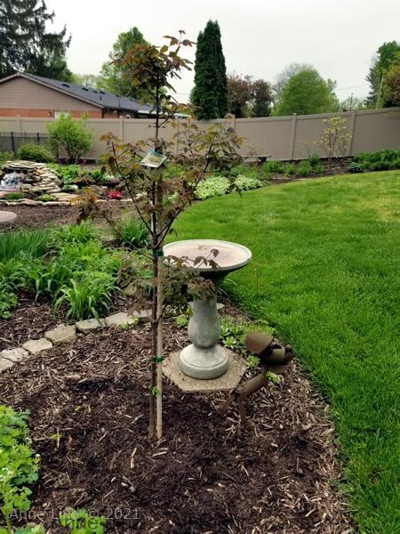 Yard picts 2019