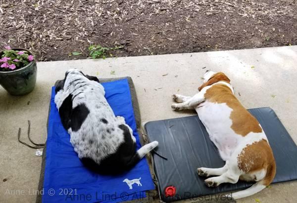Cooler beds