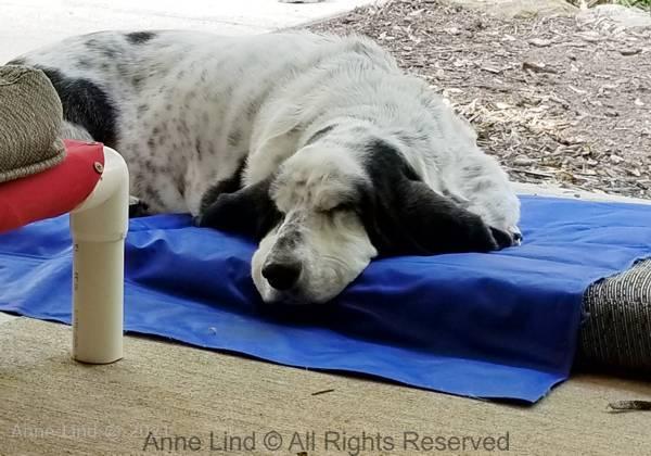 Cooler beds