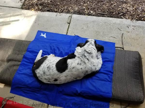 Cooler beds