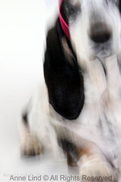 Izzi