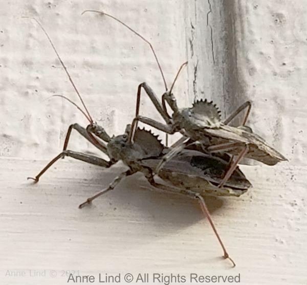 Wheel bugs