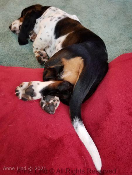 Nora