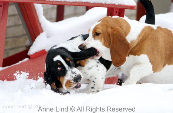 Snow fun