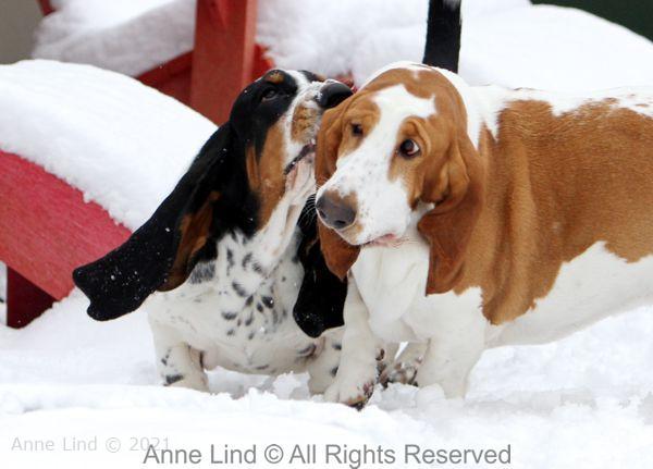 Snow fun