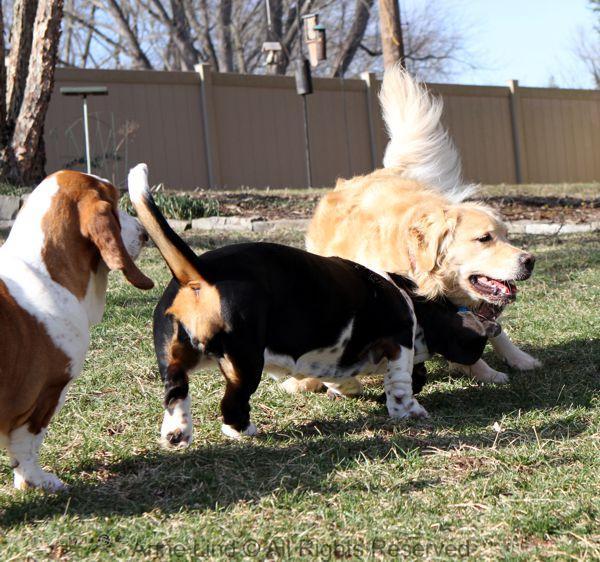 playing with tucker