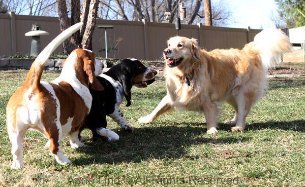 playing with tucker