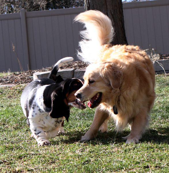 playing with tucker